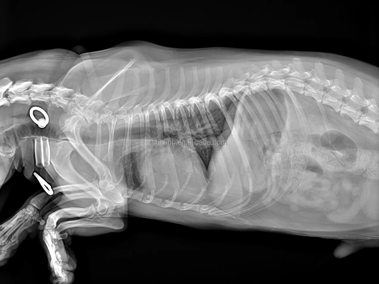 Portable CsI wired Veterinary Horse Dog Cat DR Detector for Animal x-Ray equipment X ray Flat Panel Detector