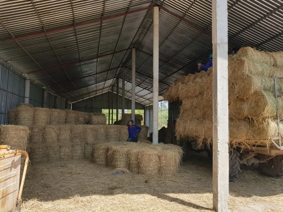 VIETNAM RICE HAY, RICE FODDER, RICE STRAW