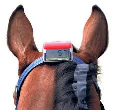 VayLong riding horse band horse care racing accessories bit belt wearable health trackers chest strap heart rate monitor sensor