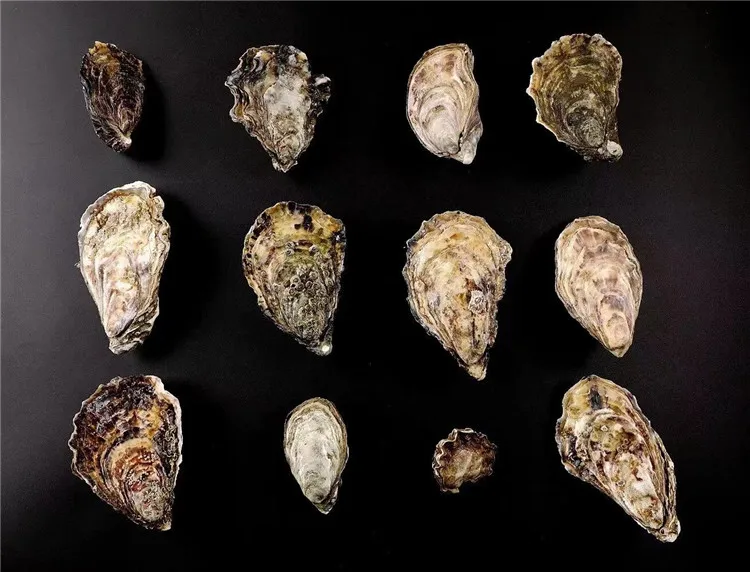 Good Quality Frozen Good Price Stable Supply Aquaculture Live Oyster For Sale