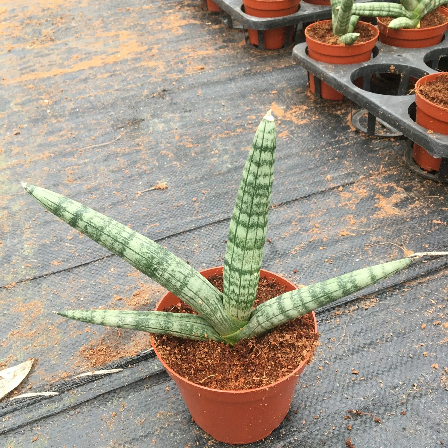 
 Оптовая продажа Sansevieria cylindrica boncel  