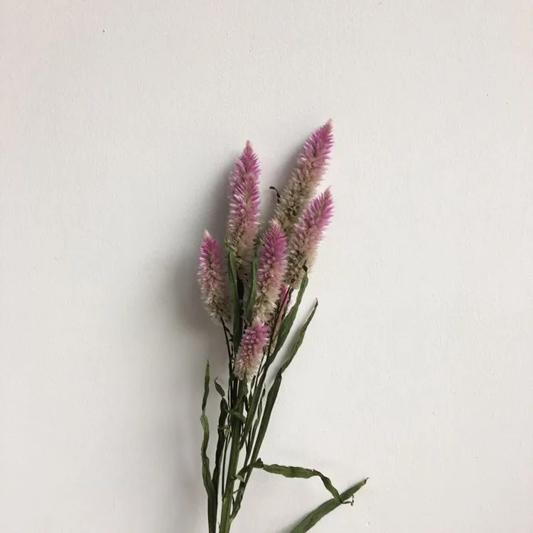  Оптовая распродажа в 2021 году Eheap настоящие сохраненные цветы искусственные и сушеный хвост Феникс букет для украшения