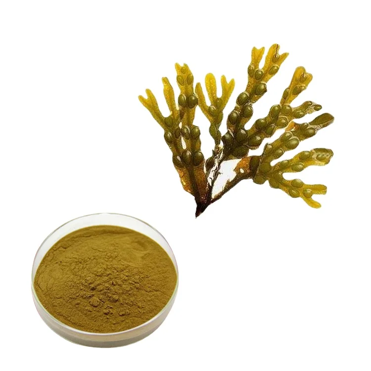 Порошок Bladderwrack экстракт порошок Fucus Vesiculosus