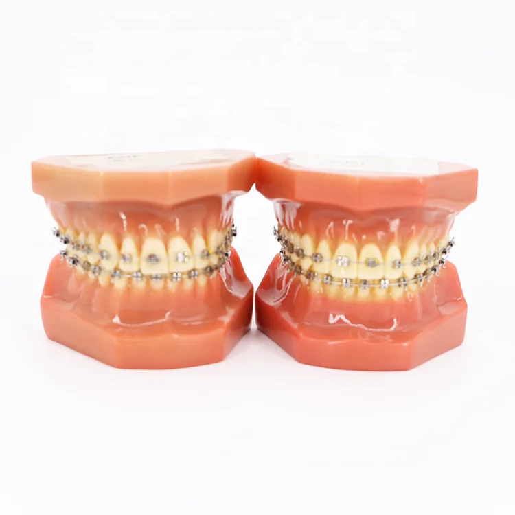 Human 32 Dental Tooth Model Medical Teaching/Dental Anatomy Model