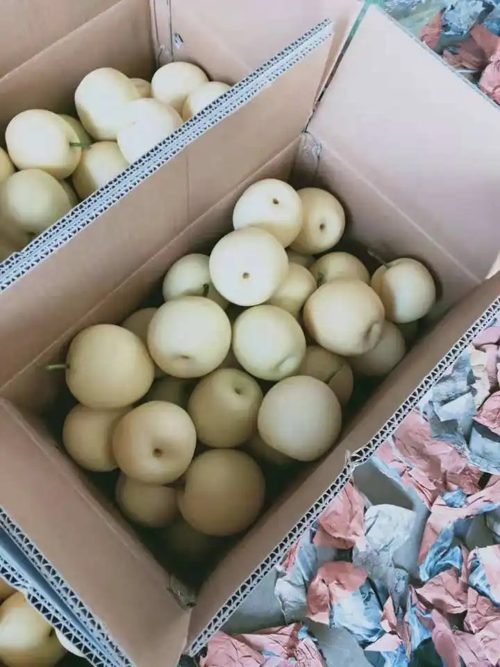 Juicy pear high quality for export from China fresh Ya pear hot on sale Chinese fruit sweet and
