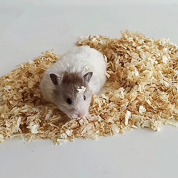 Wood Shaving Bedding Suitable For Rabbits,Guinea Pig,Hamsters,Chinchilla,Dwarf, Mice, Gerbil Supply