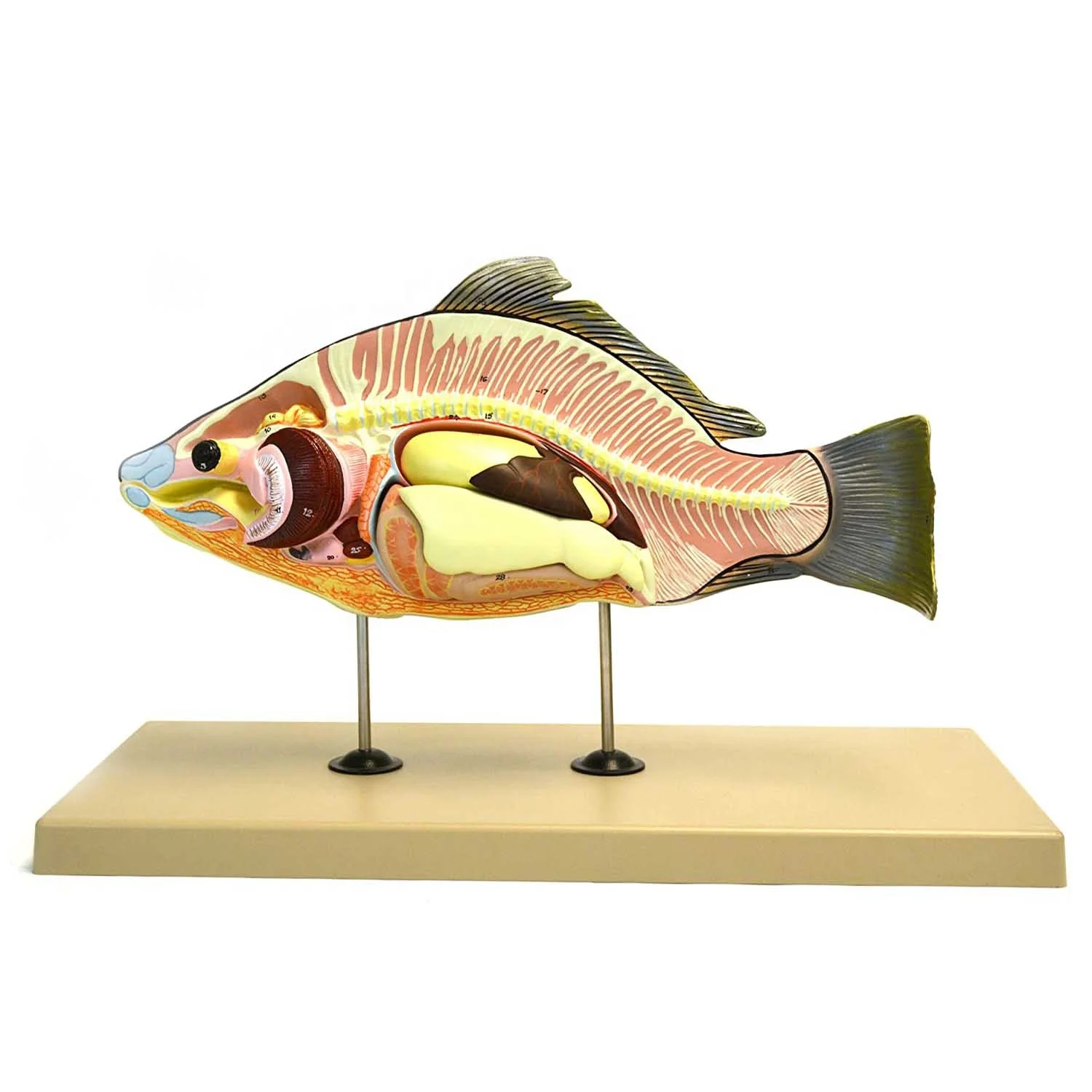 Fish anatomical model / school Biological model