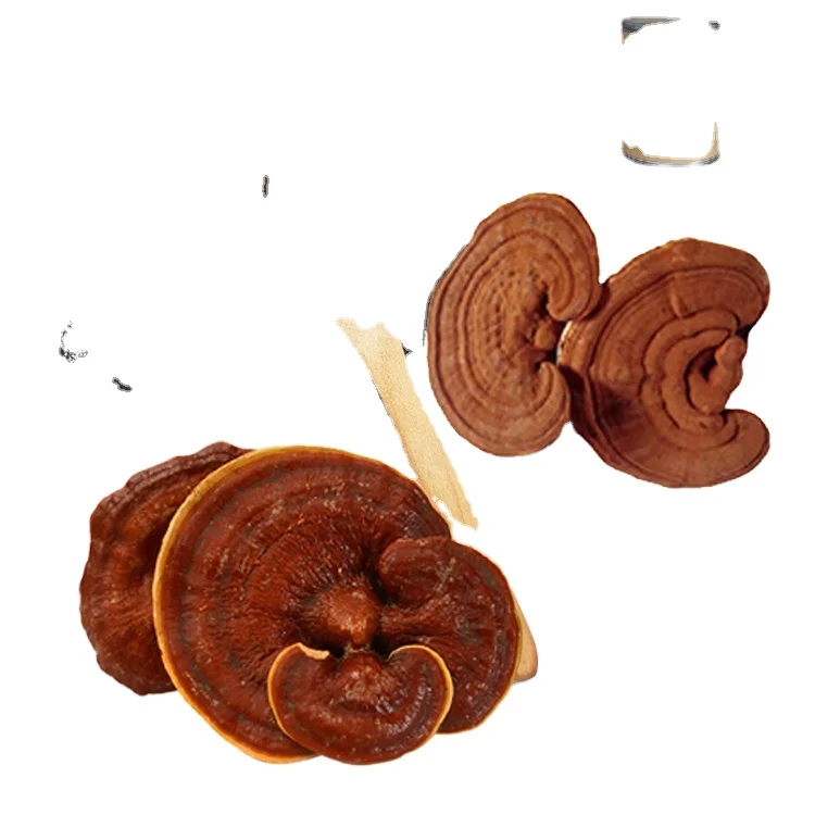 Organic Mushroom Extract Powder Reishi Mushroom Extract Lingzhi Extract Powder With Organic Certificates