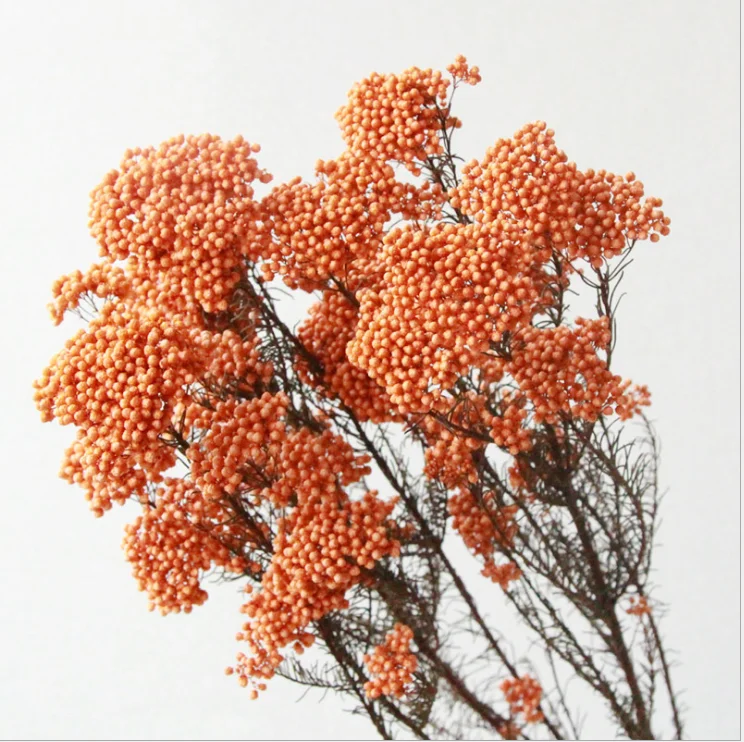 Wholesale  Natural Plant Real Millet Preserved Dried Flower Multi Colors Rice Flower For Wedding Decoration