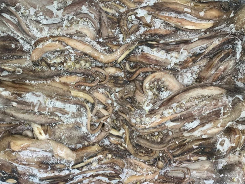 
FROZEN GIANT SQUID TENTACLES(DOSIDICUS GIGAS) 