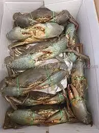 Frozen Madagascar Raw Whole Mud Crab (200-300g)