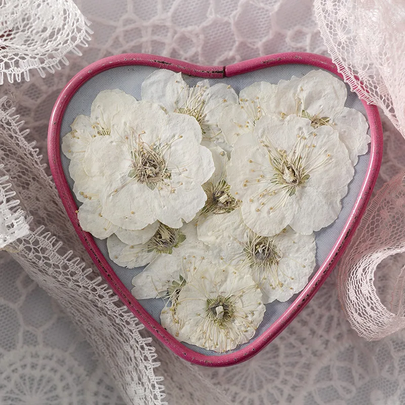 12pcs/bag Plum Blossom Card Making Supplies Resin Jewelry Natural Plant Eco-friendly Real Pressed Flower