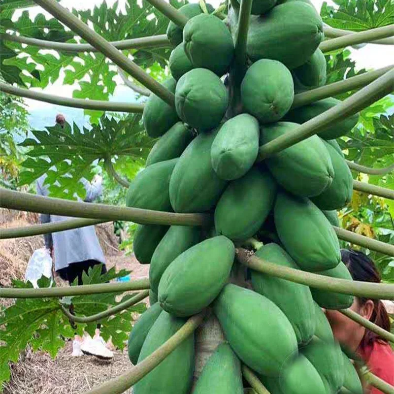 
Rock candy heart of hearts papaya seeds from Taiwan, China 
