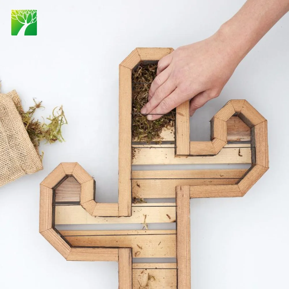 
Plant farm wholesale redwood cactus kit indoor decoration cactus plant 