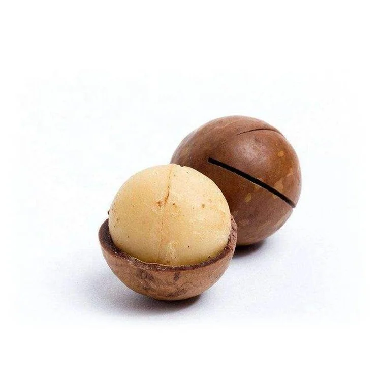 Top Grade Roasted macadamia 100% Natural export macadamia kernels OEM package and flavor