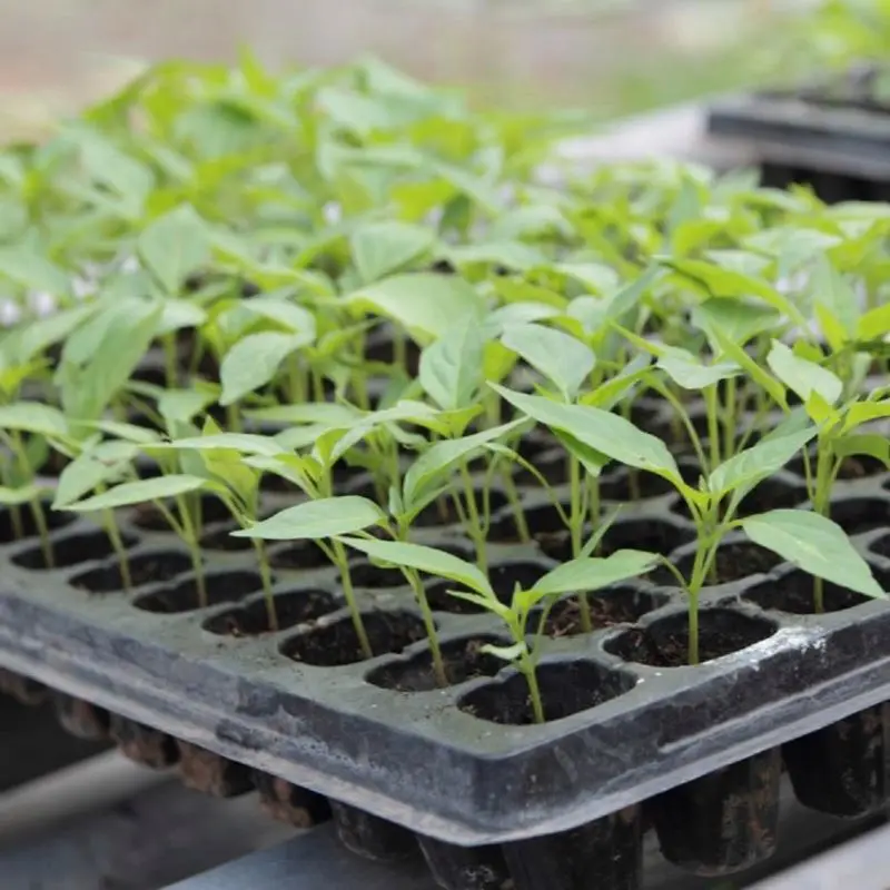 
Acuaponics Hydroponic Plastic Grow Tray for Garden Planting Nursery Trays 