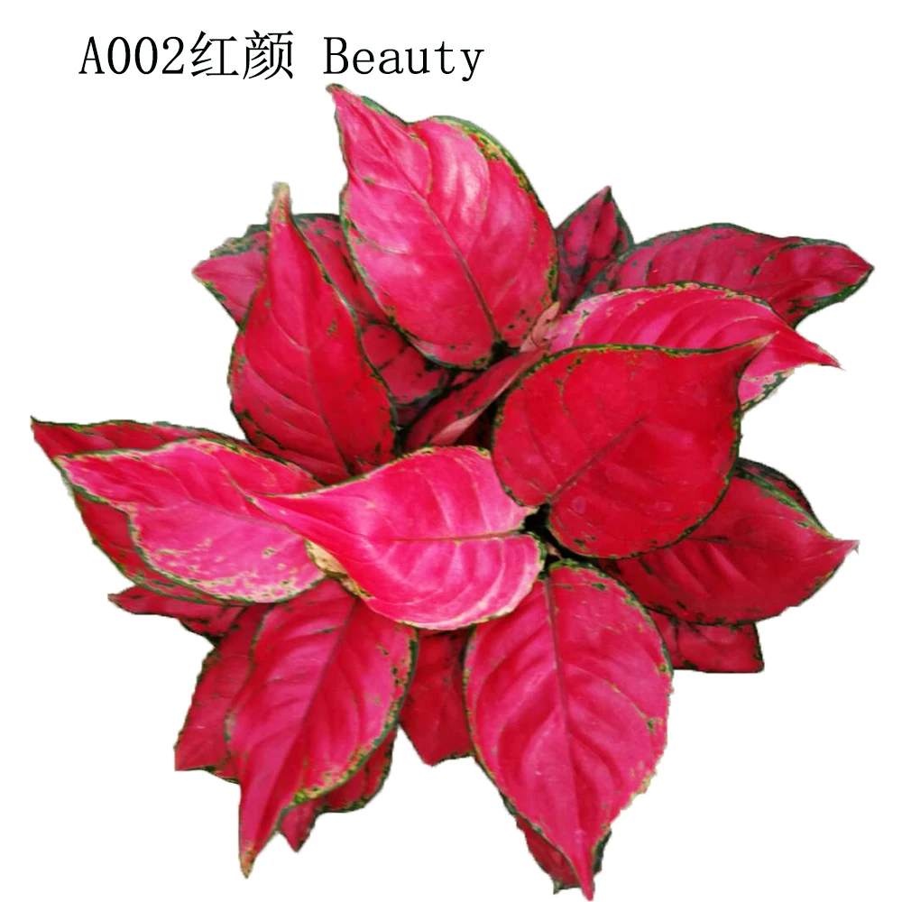 New wholesale high quality real plants living ornamental plants aglaonema dongfanghong