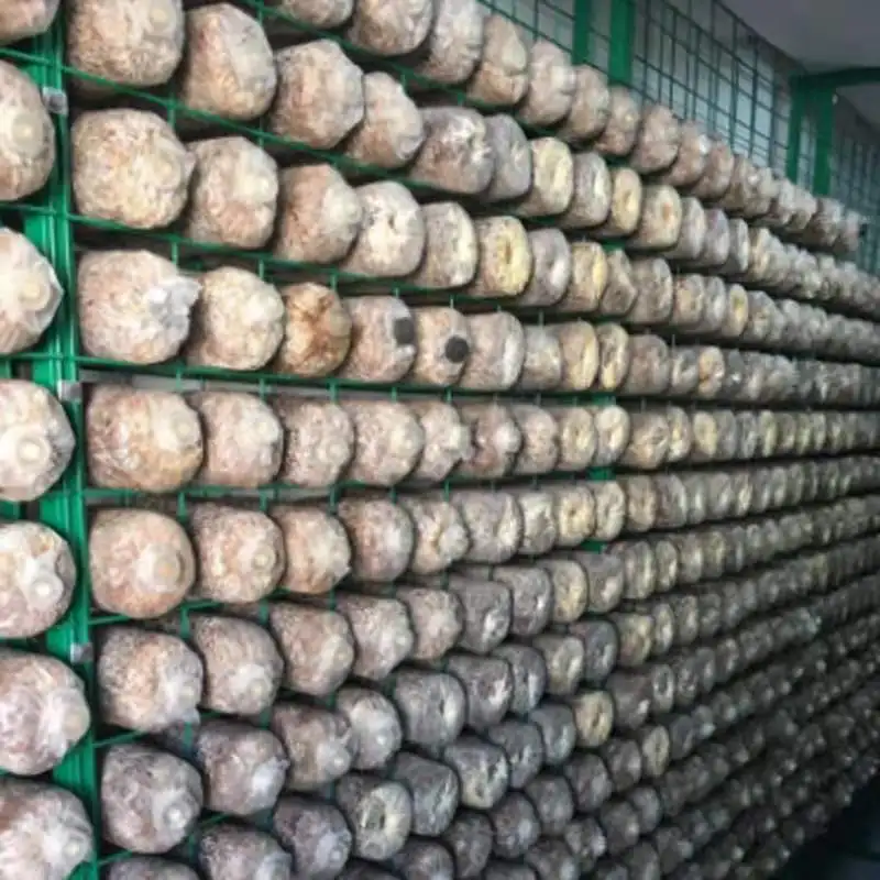 Turnkey Project 40FT Container Greenhouse Vertical Farming Oyster Mushroom Growing Container Farm