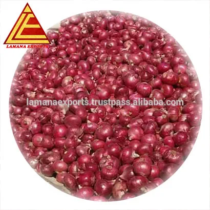 Fresh Red Onion for Malaysia 25mm to 60mm Premium Quality