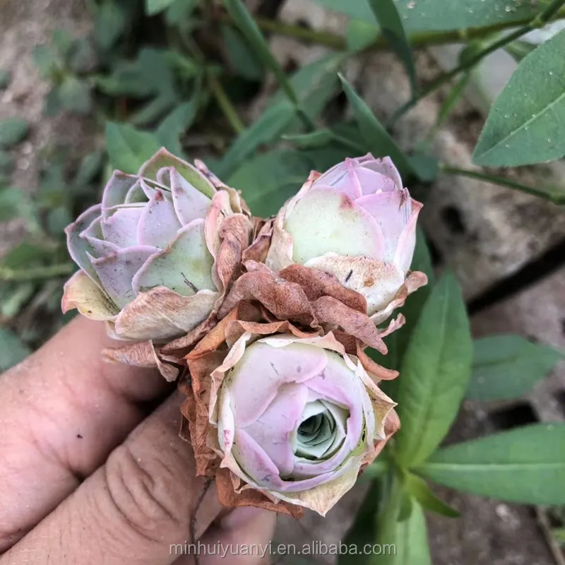 Wholesale of succulent plants Indoor ornamental plants   Greenovia