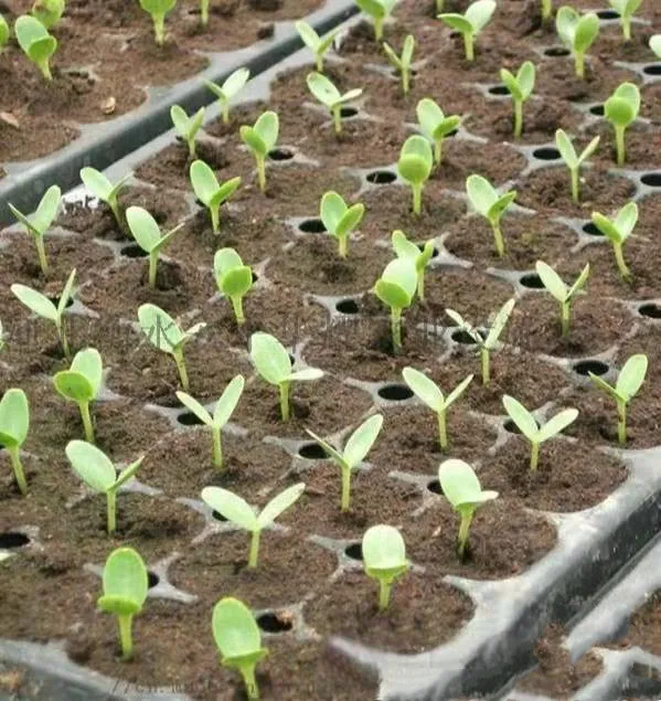 Agriculture Greenhouse Seed Planting Plastic Nursery Tray Plant Growing Pots Seed Grow 72 128 200 Cell Seed Germination Tray