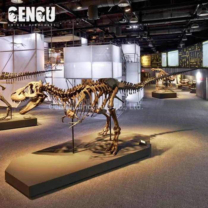 T rex dinosaur skeleton model for sale