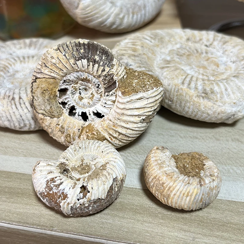 Natural Wholesale Bulk Gemstones Ammonoidea Fossil For Gift Souvenir Spiritual Products