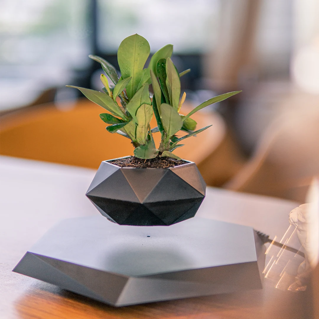 Wood Mini Plant Live Trees Cycas Revoluta Magnetic Levitation Floating Flower Air Bonsai Pot