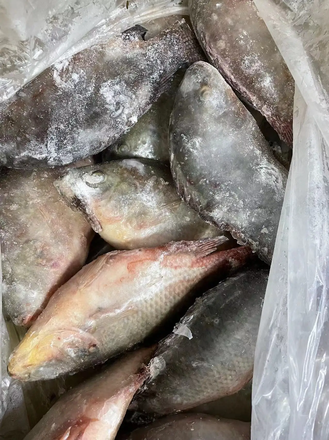 China live Frozen Fresh Black Tilapia Fish Wholesales  Round For Sale