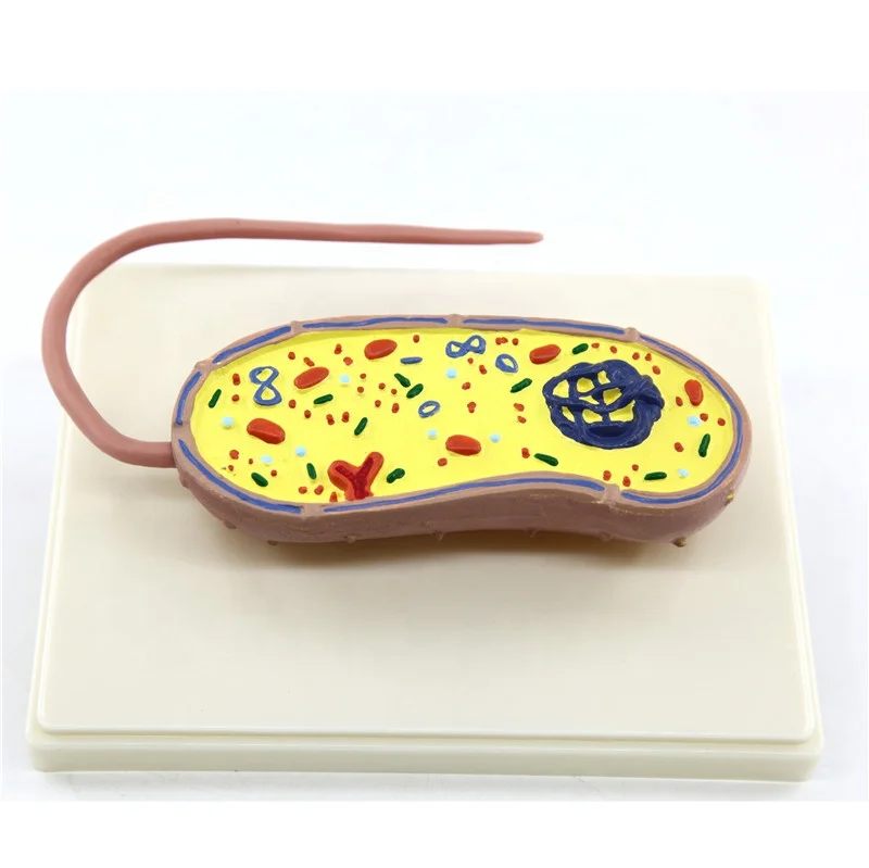 Animal model pathogenic bacteria model for teaching model