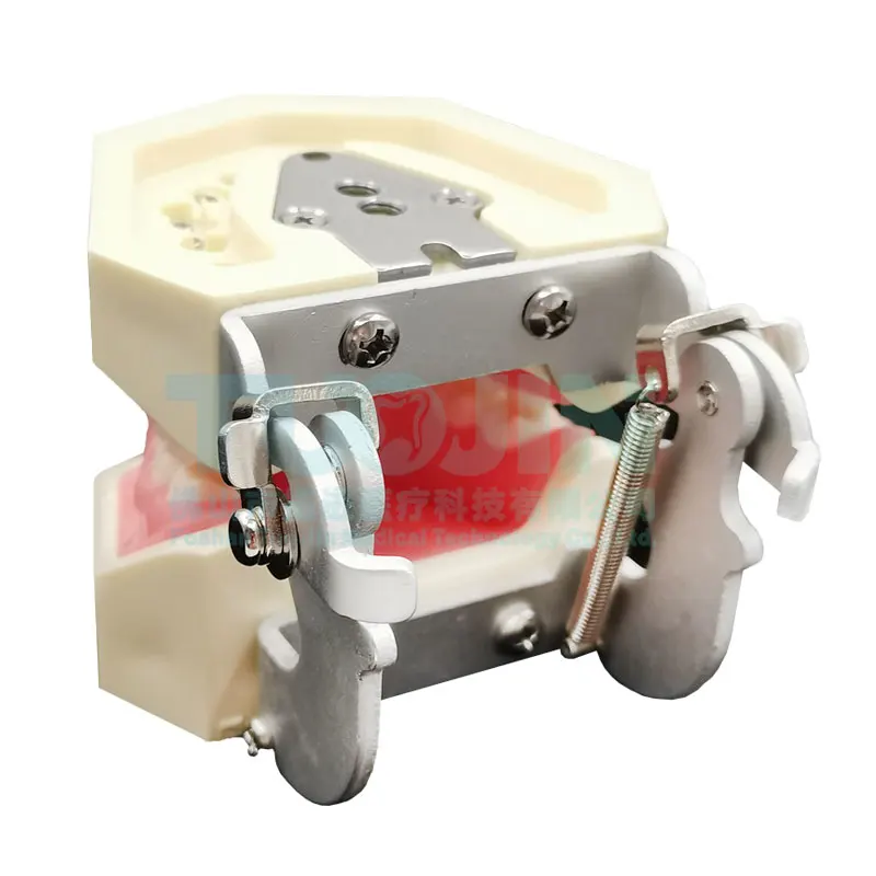 Dental Teeth Model For Dental Technician Practice Training Studyting Dentistry Typodont Models With Removable Tooth 28pcs Model