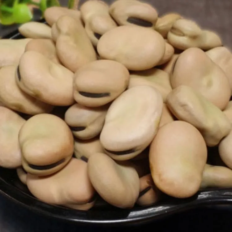 2021 new crop  dry brown broad beans