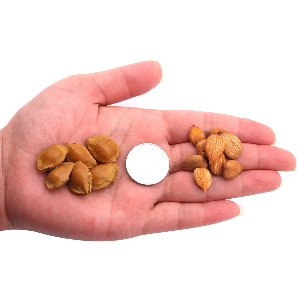 
Environmentally friendly healthy nut snacks nuts open almonds 