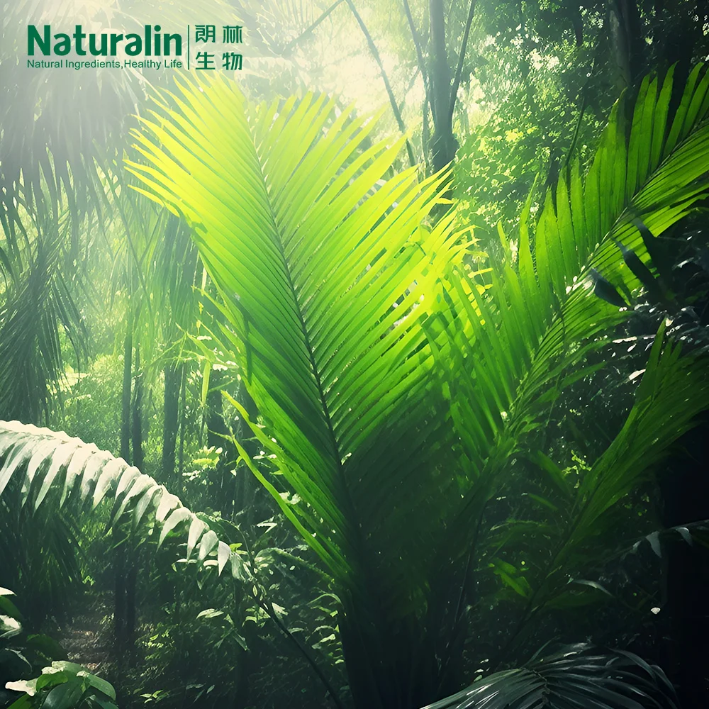 Naturalin Bestselling High Quality  Health Supplements Serenoa Repens  Saw Palmetto Extract 25% Fatty Acid