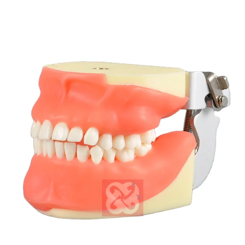 Моделирование периодонтальной тренировки, имитация периодонтальных процедур, склеивание зубов и десен