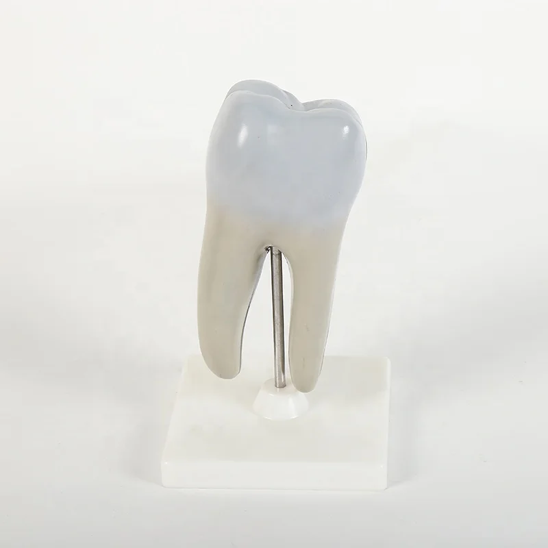 Лидер продаж, модель зубной щетки с зубной щеткой для преподавания