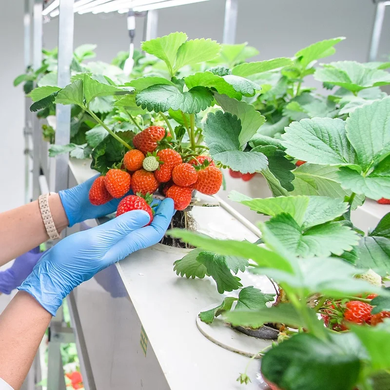 OMANA Indoor strawberry planting equipment Warehouse or greenhouse  indoor growing hydroponic vegetable kit system