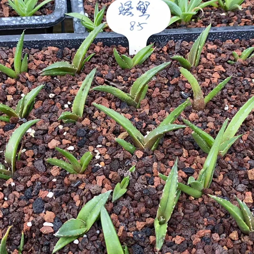 Wholesale of succulent plants Indoor ornamental plants Agavaceae Agave isthmensis seedling