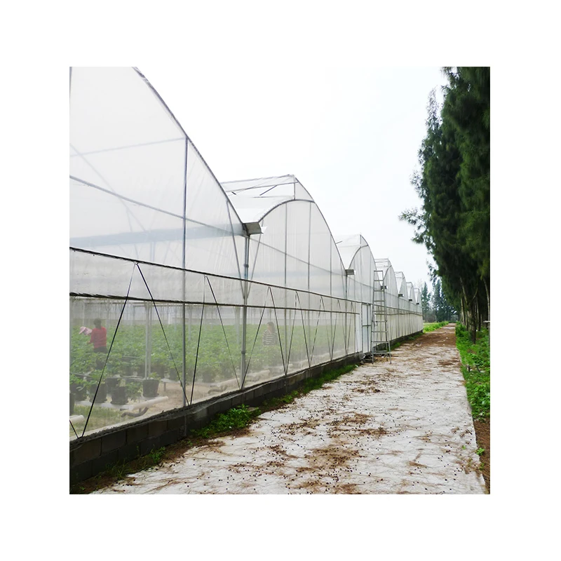Low cost tropical greenhouse with top vent US strawberry green house multi-span poly tunnel greenhouses large area