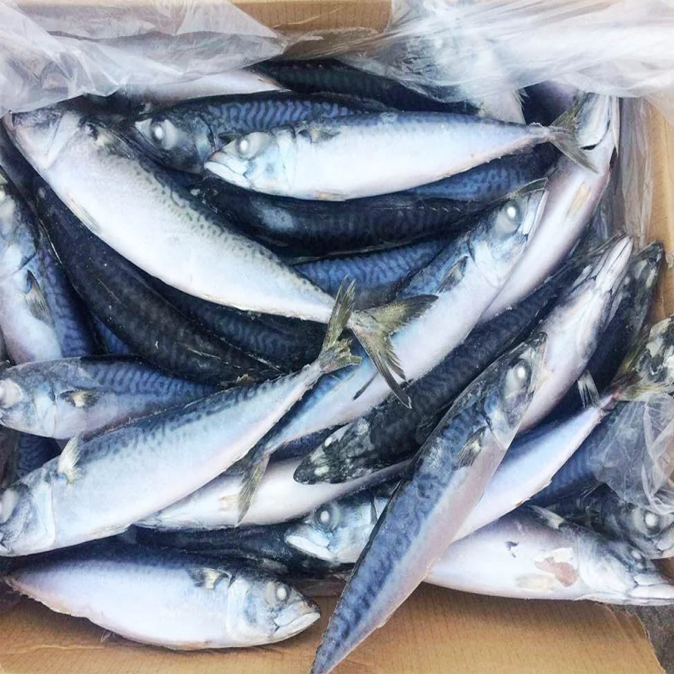 Fresh Seafood Frozen Sardine Fish, Mackerel Fish, Pink Salmon