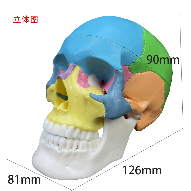 Human skeleton model 3 parts The jaw bone can move 1/2 mini colored skull And brain