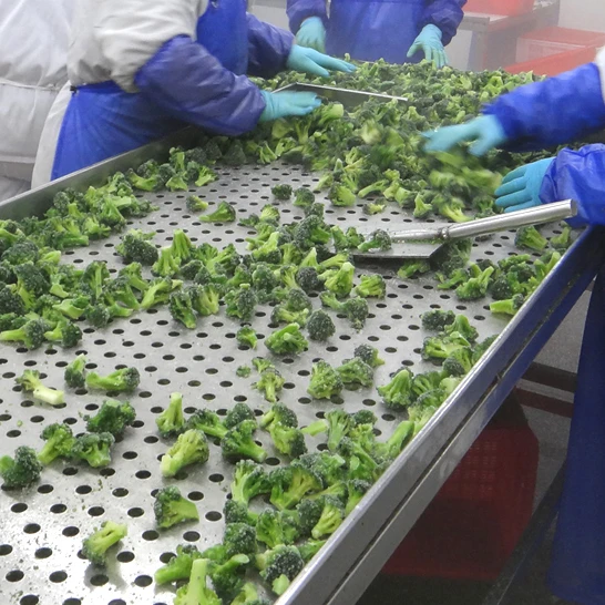Wholesale IQF fresh frozen broccoli with competitive price 2023 New Crop top