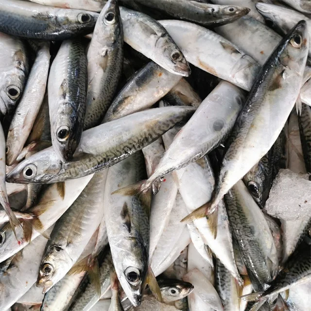 
Hot Sale Frozen Pacific Saury Bulk Mackerel Canned Jack Mackerel Fish For Ghana 