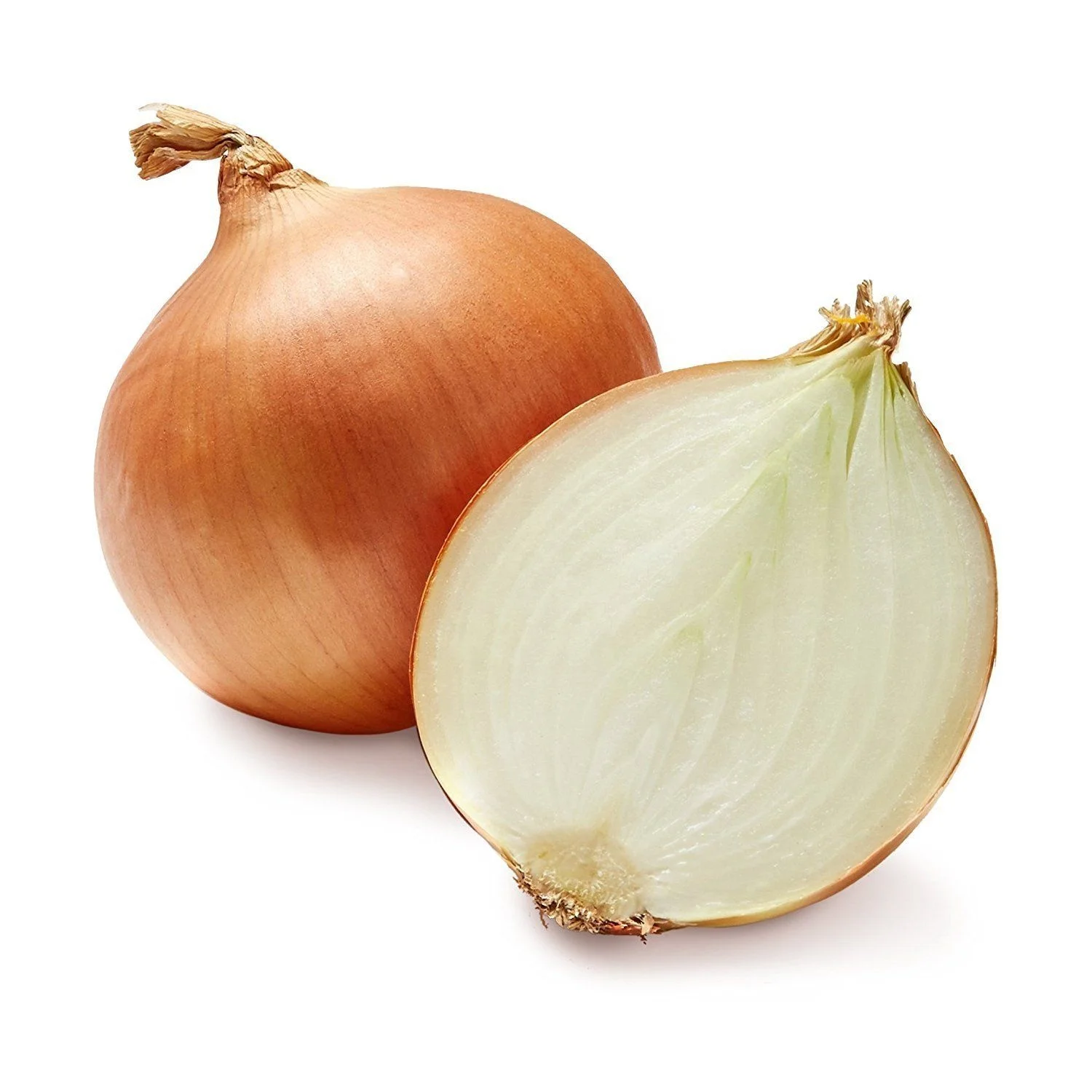 
High Export Quality Fresh Onion 