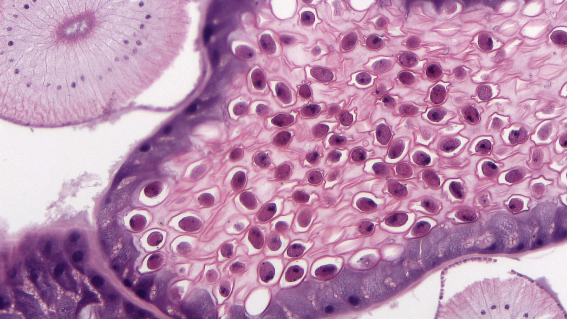 BestScope BS-2027B бинокулярный составной Микроскоп Студент стерео микроскоп