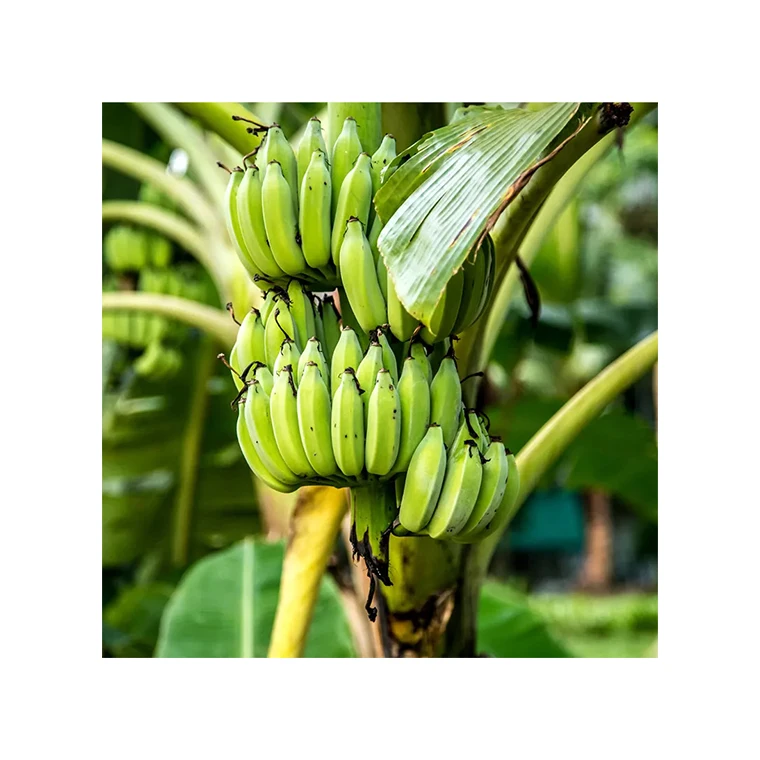 Private Label Low Price Packing Importers 100% Natural Fresh Big Banana
