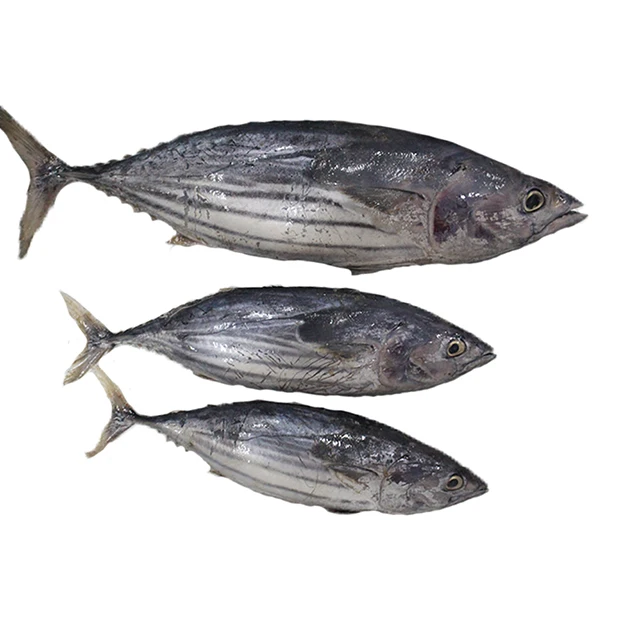 Fresh Style Price Whole Fresh Skipjack Tuna For Sale