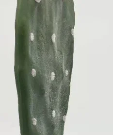 Decorative Indoor Or Outdoor Large Artificial Potted Cactus Plants