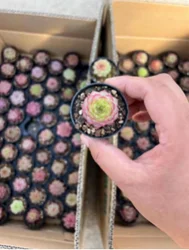 Custom Living Room Interior Mini Artificial Succulents Wedding Hall Decoration