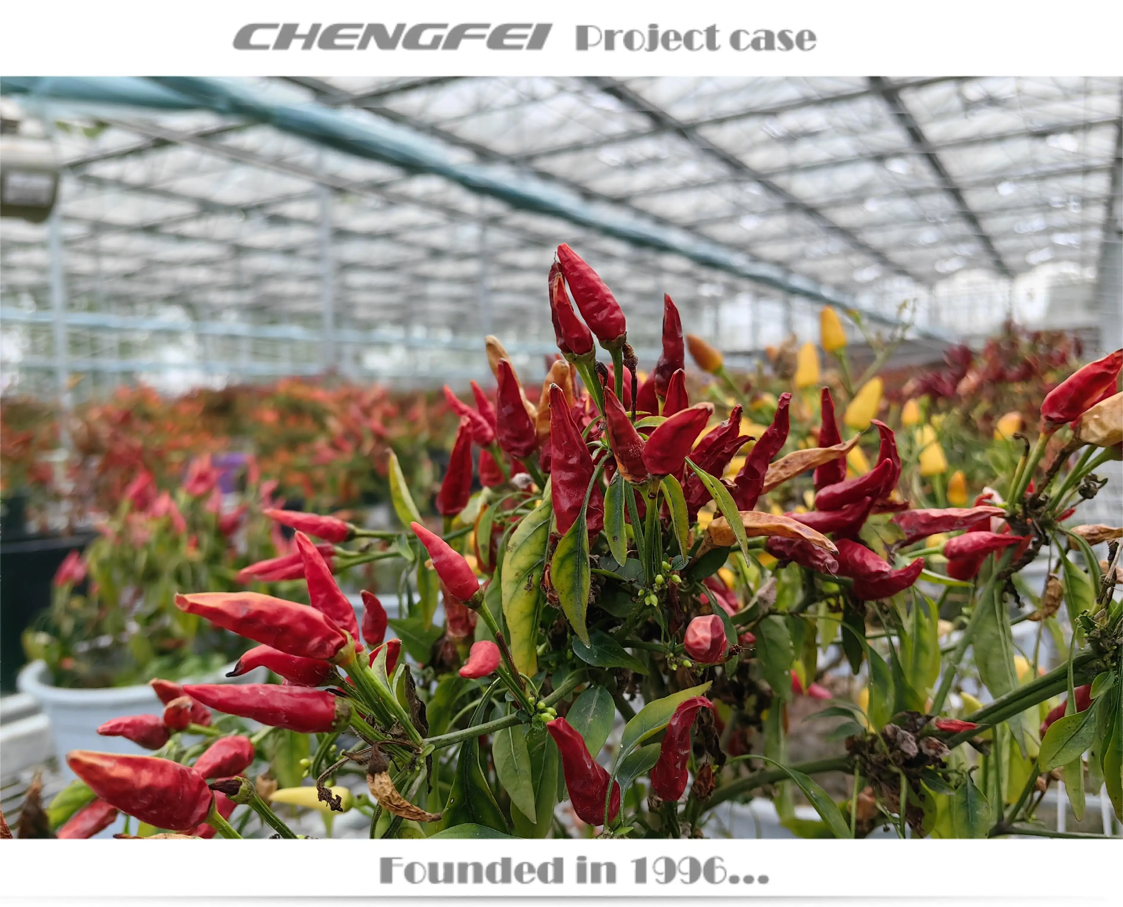 Multi-span agricultural venlo large flower vegetable glass agricultural greenhouse Frame supplier for sale